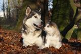 ALASKAN MALAMUTE 556